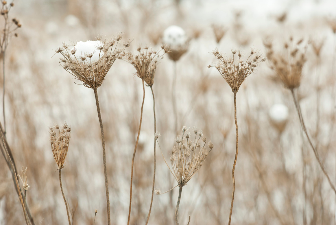 Wild flowers at winter