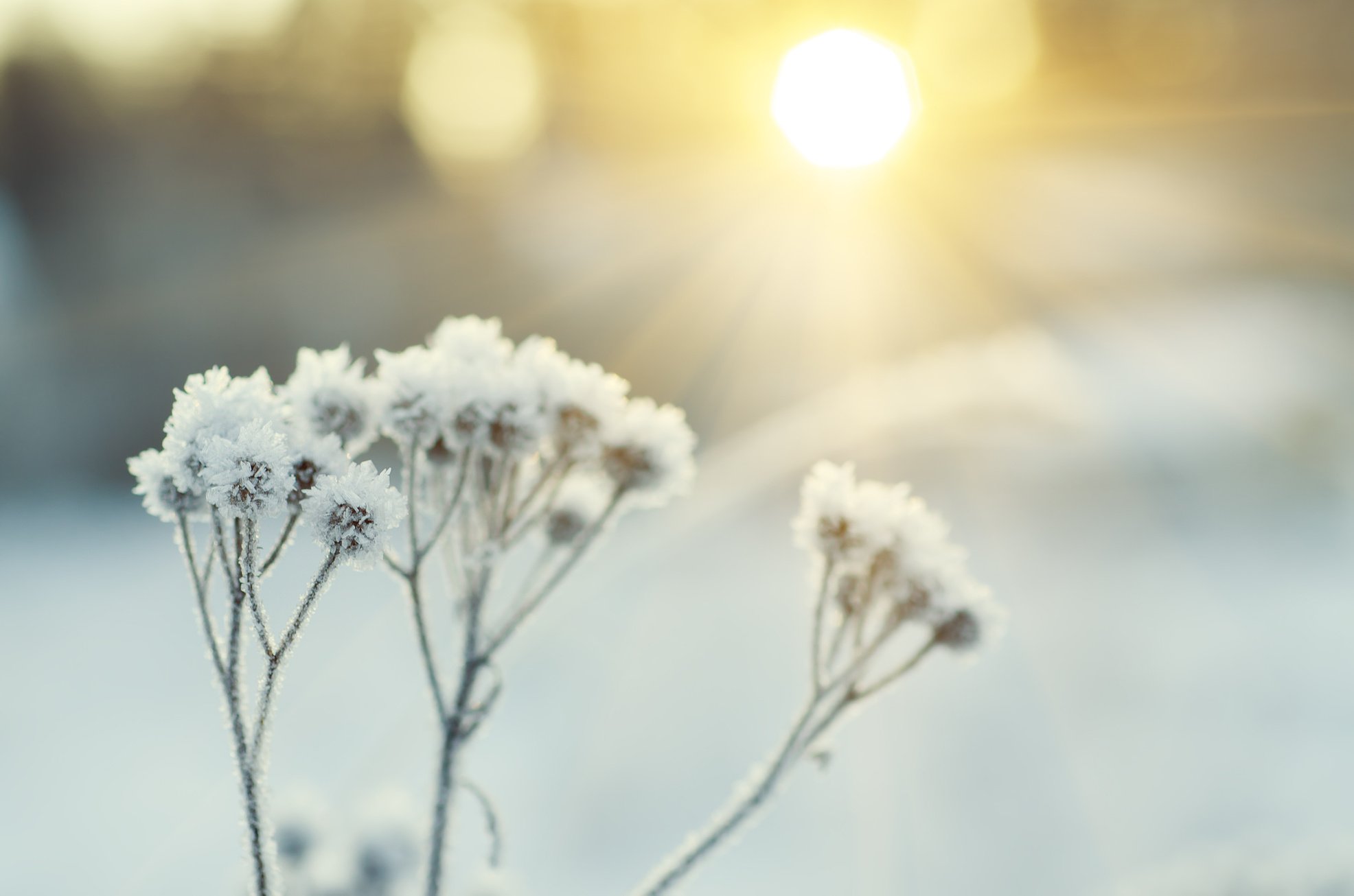 Frozen meadow plant